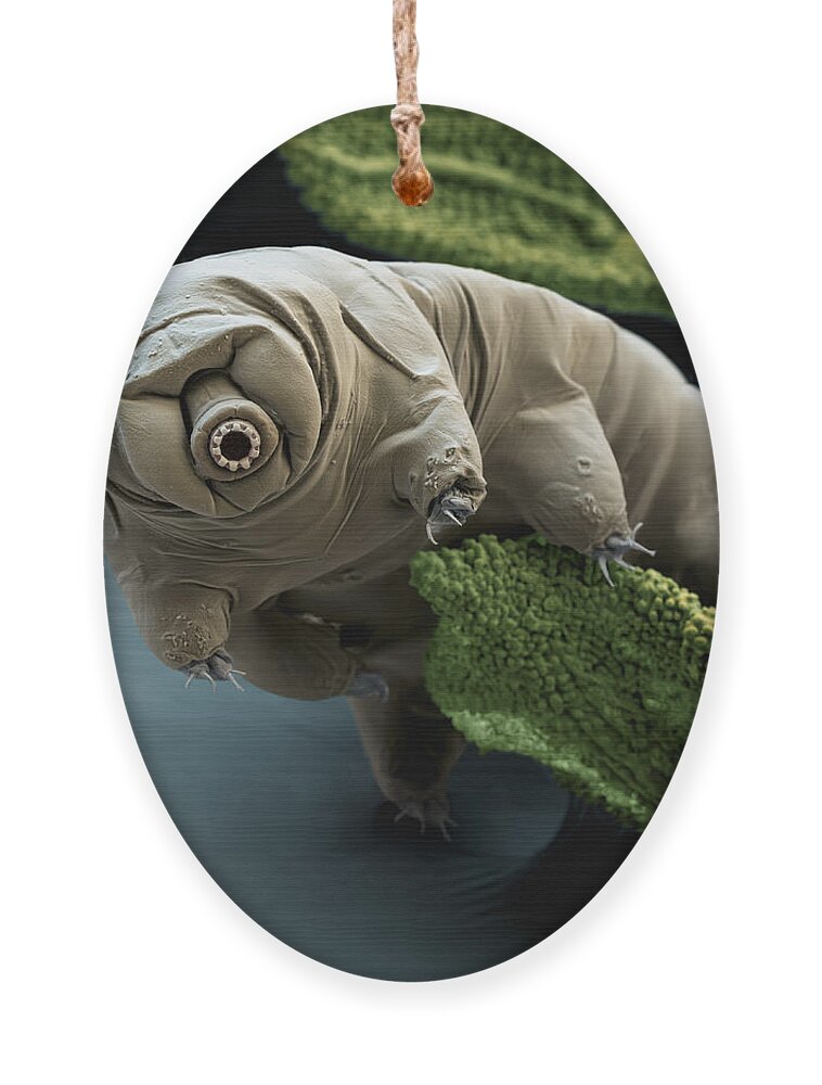 Water Bear Ornament featuring the photograph Water Bear by Eye of Science