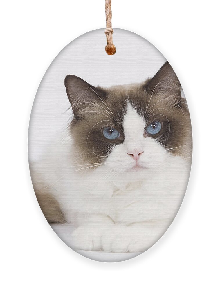 Cat Ornament featuring the photograph Ragdoll Cat by Jean-Michel Labat