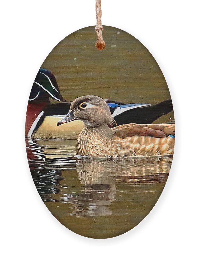 Waterfowl Ornament featuring the photograph A Handsome Pair by Dale Kauzlaric