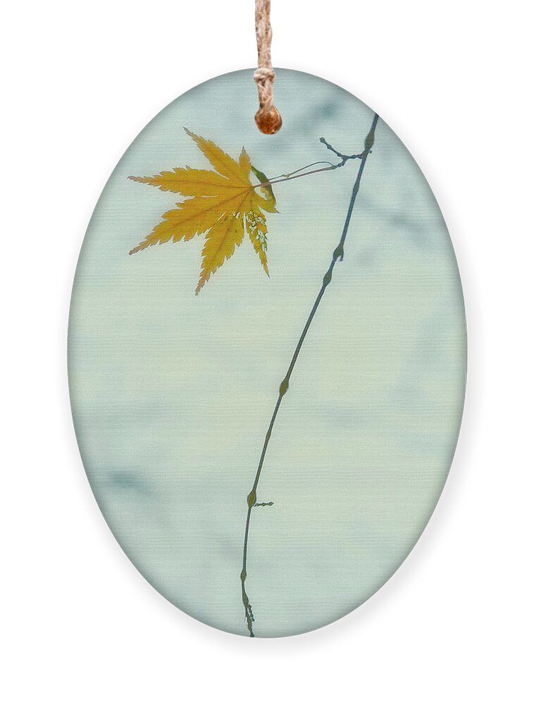 Fall Ornament featuring the photograph A Single Leaf by Jonathan Nguyen