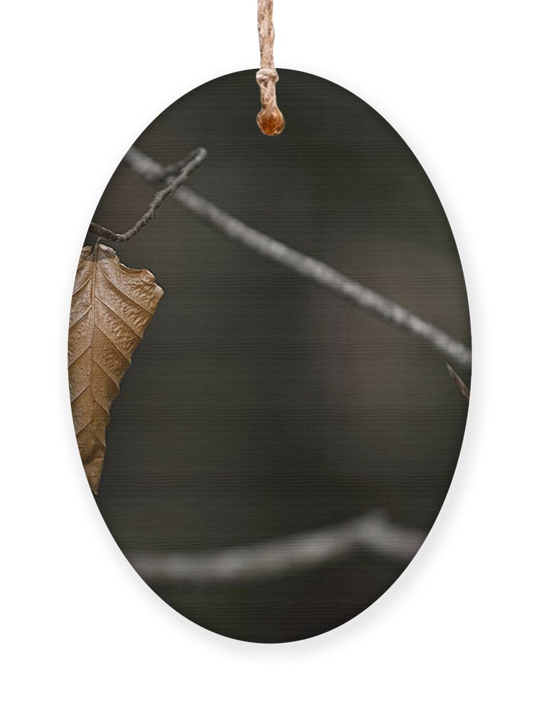 Leaf Ornament featuring the photograph About to drop. by Nigel R Bell