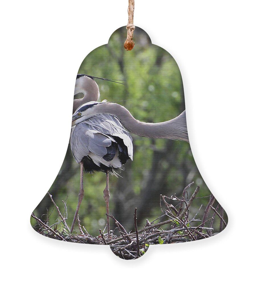 Animal Ornament featuring the photograph Affectionate Great Blue Heron Mates by Sabrina L Ryan