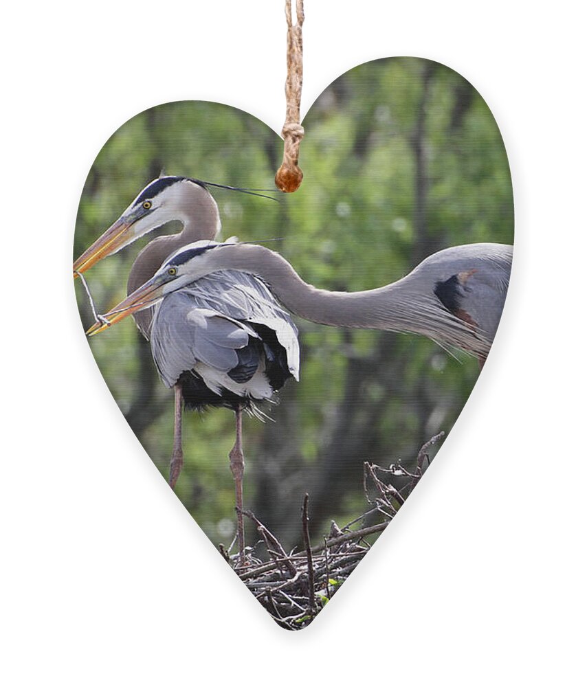 Animal Ornament featuring the photograph Affectionate Great Blue Heron Mates by Sabrina L Ryan