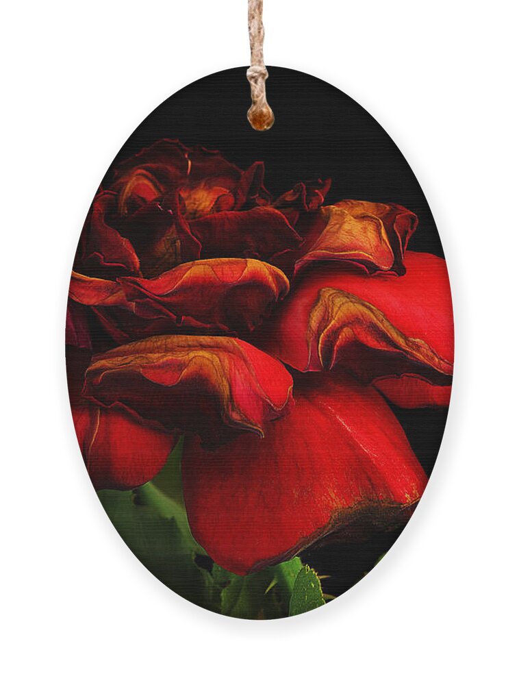 Rose Ornament featuring the photograph Ageing Beauty by Robert Woodward