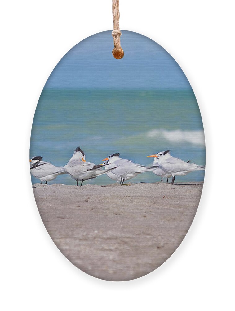 Tern Ornament featuring the photograph All In A Row by Kim Hojnacki