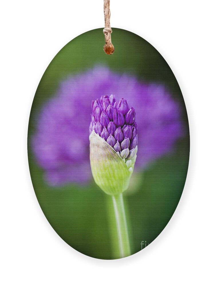 Allium Hollandicum Ornament featuring the photograph Allium hollandicum Purple Sensation by Tim Gainey