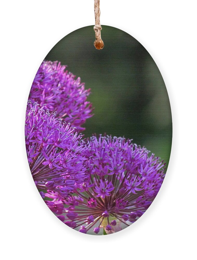 Allium Ornament featuring the photograph Alliums by David T Wilkinson