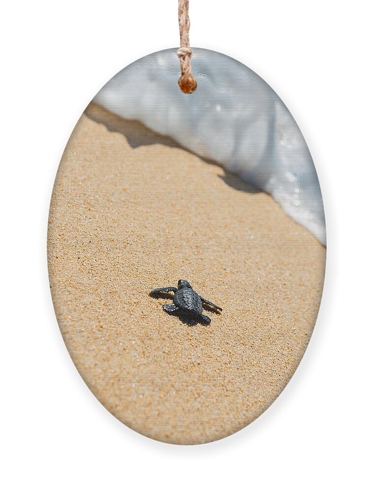 Beach Ornament featuring the photograph Almost Home by Sebastian Musial