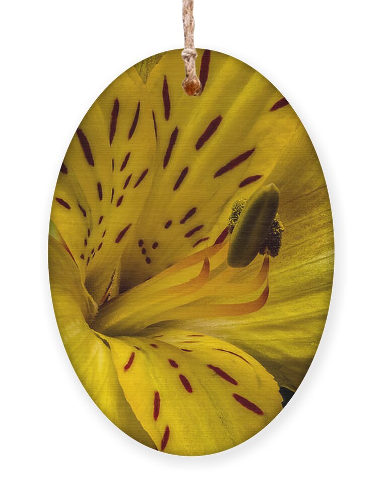 Alstroemeria Ornament featuring the photograph Alstroemeria Bloom by Ron Pate