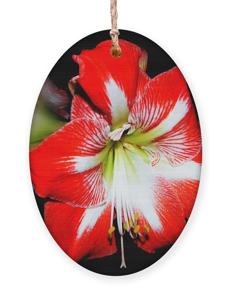 Flower Ornament featuring the digital art Amaryllis by Lizi Beard-Ward