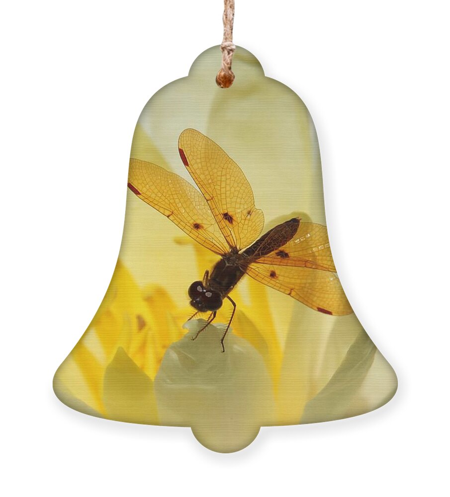 Dragon Fly Ornament featuring the photograph Amber Dragonfly Dancer by Sabrina L Ryan