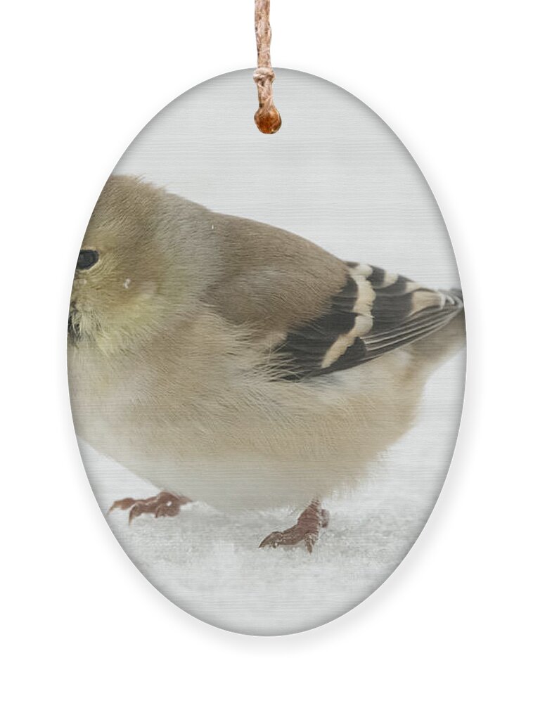 Jan Holden Ornament featuring the photograph American Goldfinch in the Snow by Holden The Moment