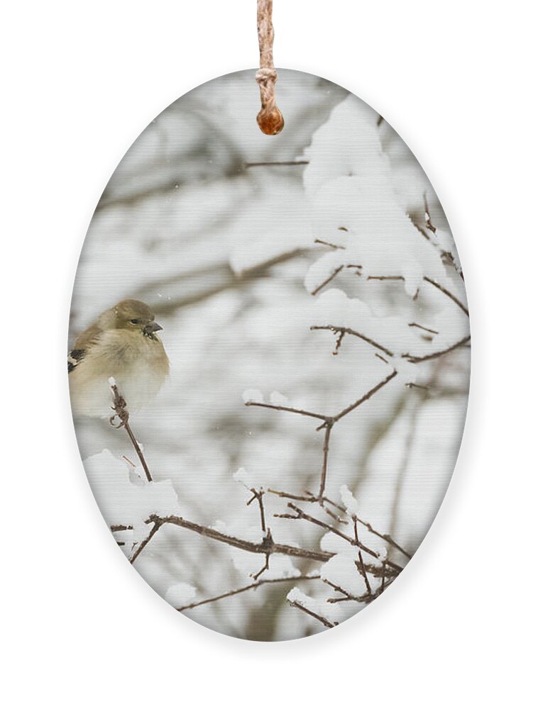 Jan Holden Ornament featuring the photograph American Goldfinch by Holden The Moment