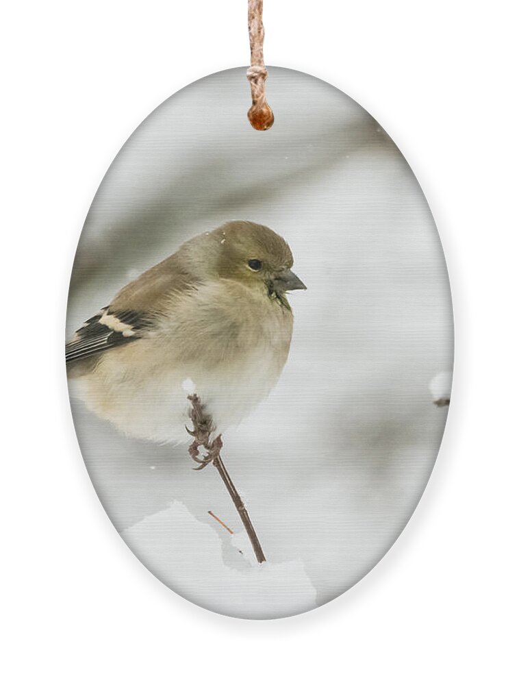 Jan Holden Ornament featuring the photograph American Goldfinch Up Close by Holden The Moment