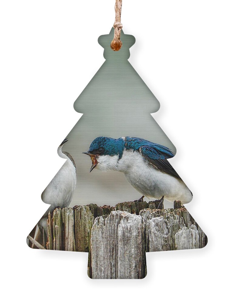 Angry Ornament featuring the photograph Angry Swallow by Jai Johnson