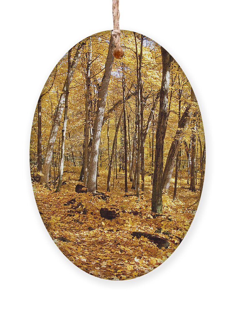Arboretum Ornament featuring the photograph Arboretum trail by Steven Ralser