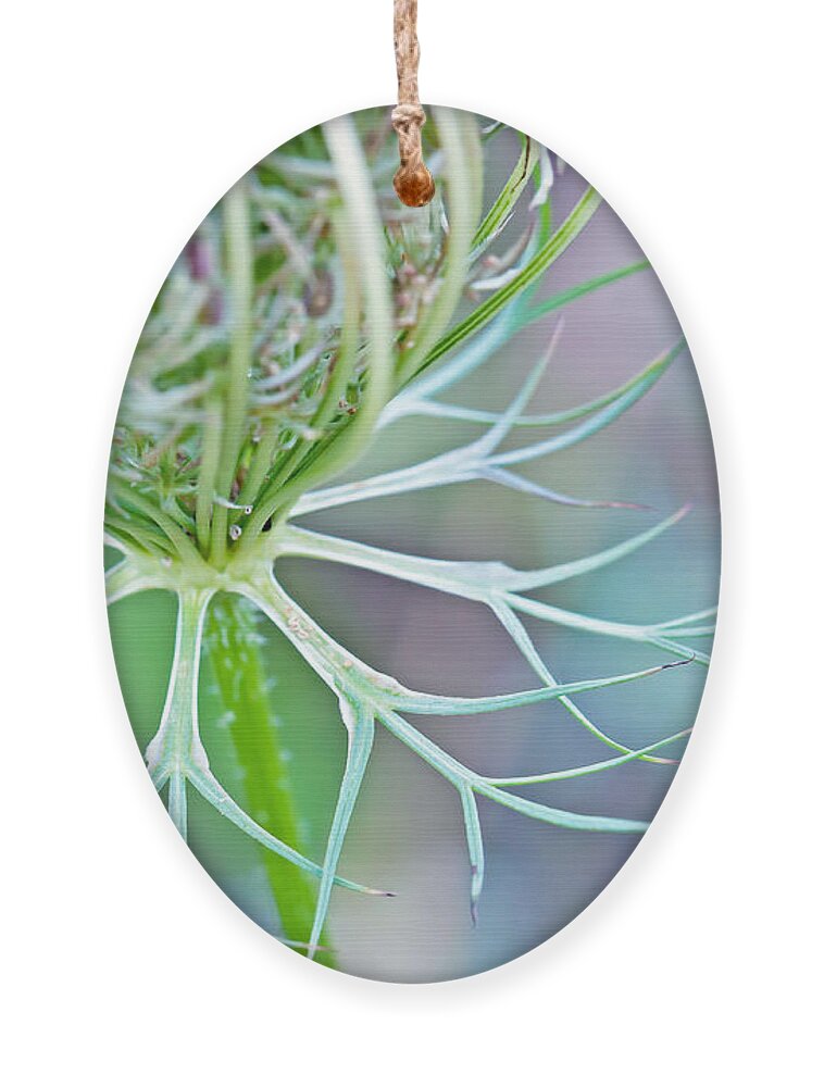Wildflower Photography Ornament featuring the photograph Artsy Pastal Wildflower by Gwen Gibson
