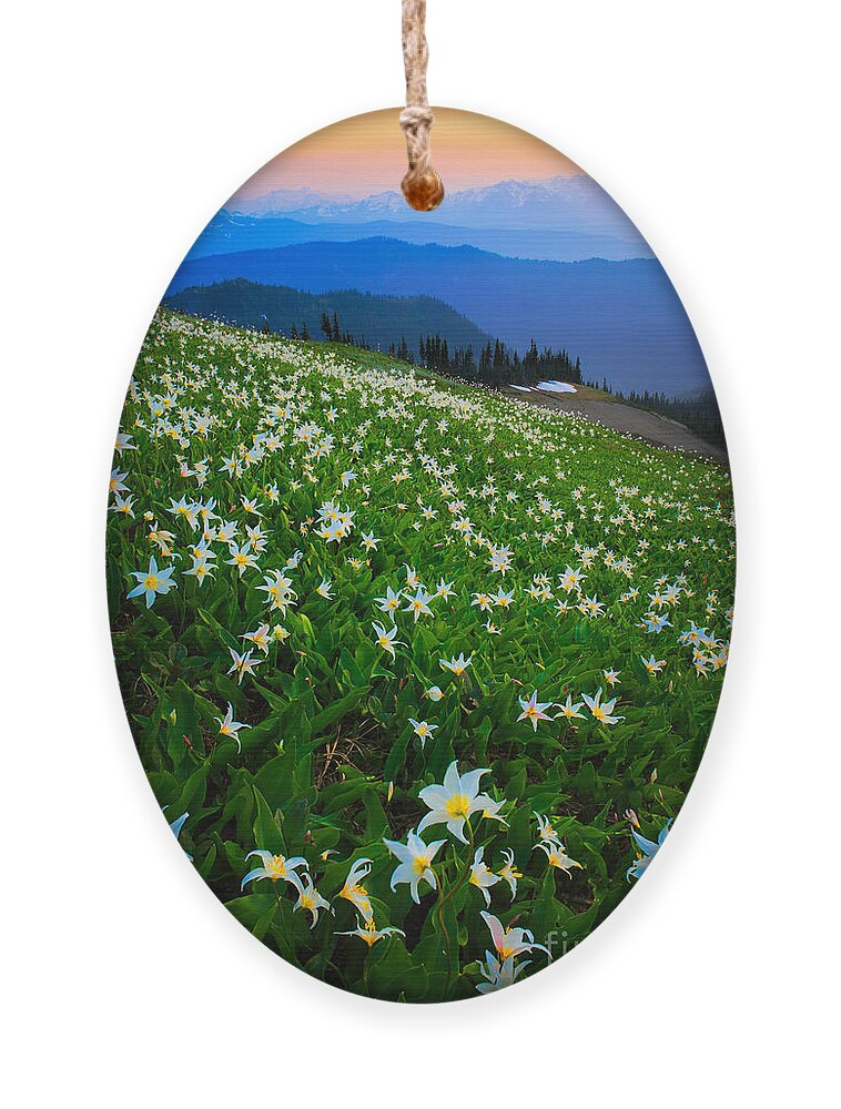 America Ornament featuring the photograph Avalanche Lily Field by Inge Johnsson