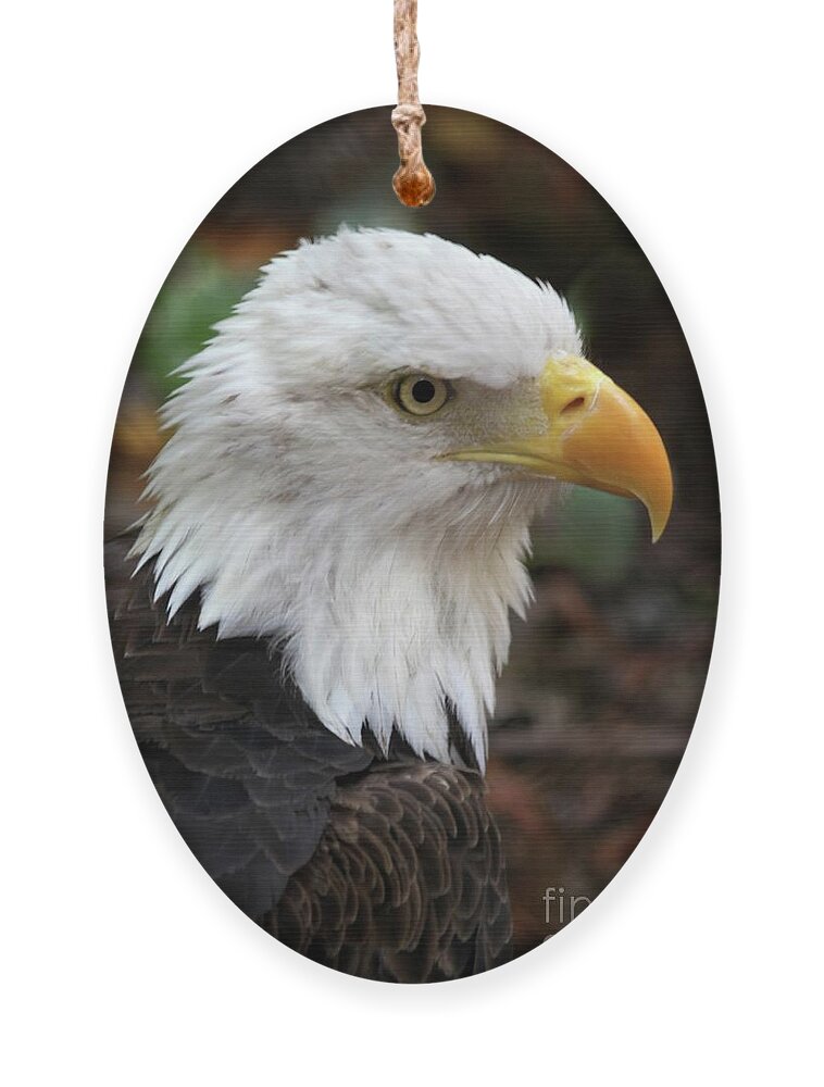 Eagle Ornament featuring the photograph Awesome American Bald Eagle by Sabrina L Ryan