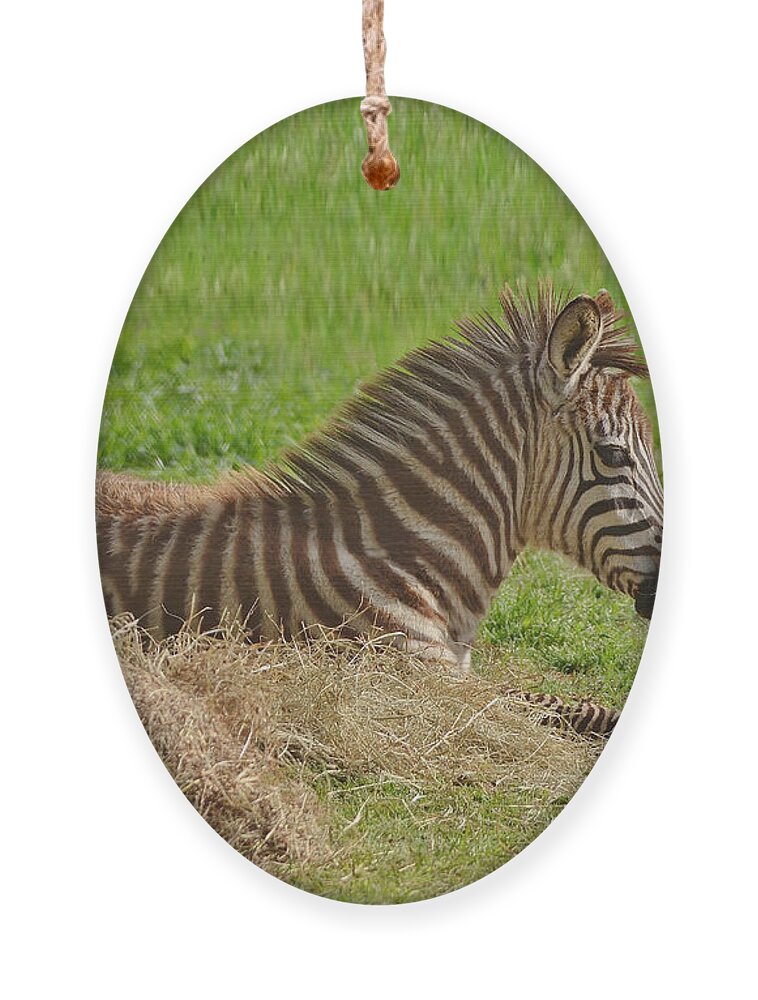 Zebra Ornament featuring the photograph Baby Zebra Resting by Kathy Baccari