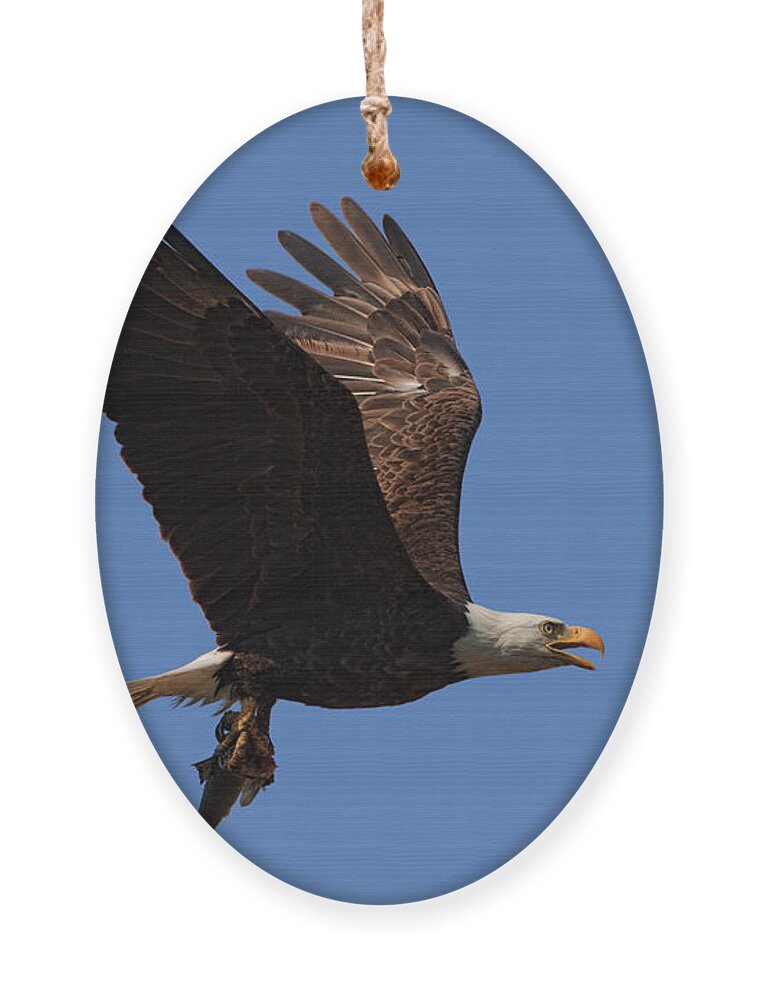 Bald Eagle Ornament featuring the photograph Bald Eagle Gone in Five Seconds by Beth Sargent