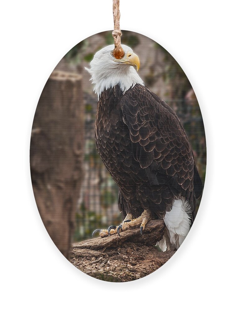 Eagle Ornament featuring the photograph Bald Eagle by Mark Papke
