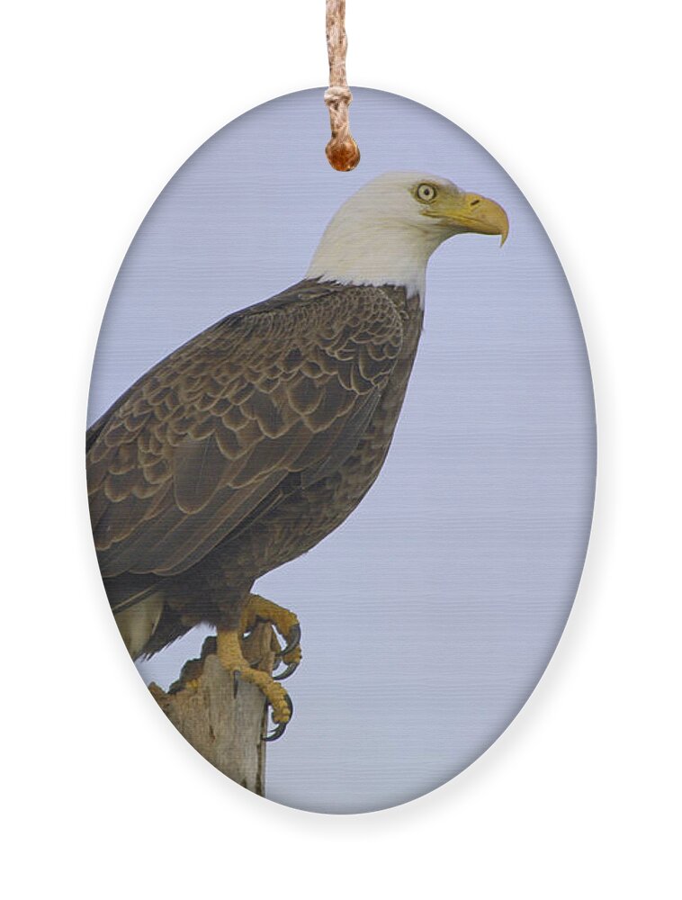 Bald Eagle Ornament featuring the photograph Bald Eagle on a snag by Bradford Martin