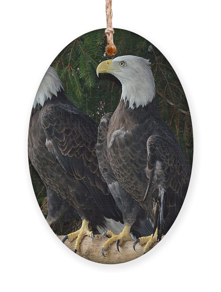 ald Eagle Ornament featuring the photograph Bald Eagles by Deborah Ritch
