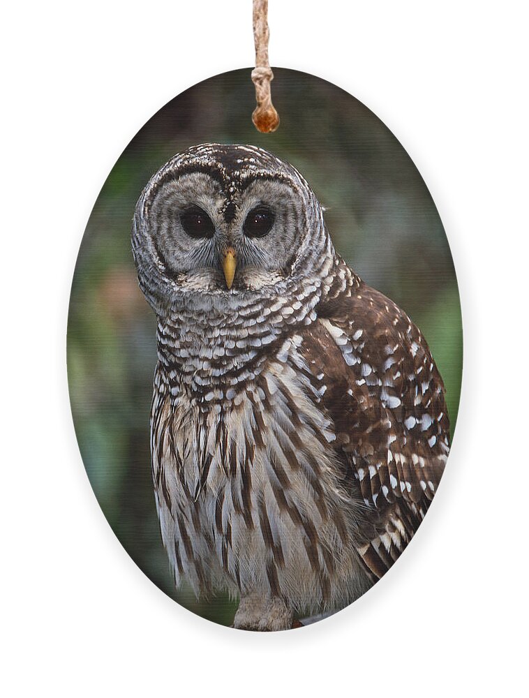 Barred Ornament featuring the photograph Barred Owl by Bradford Martin