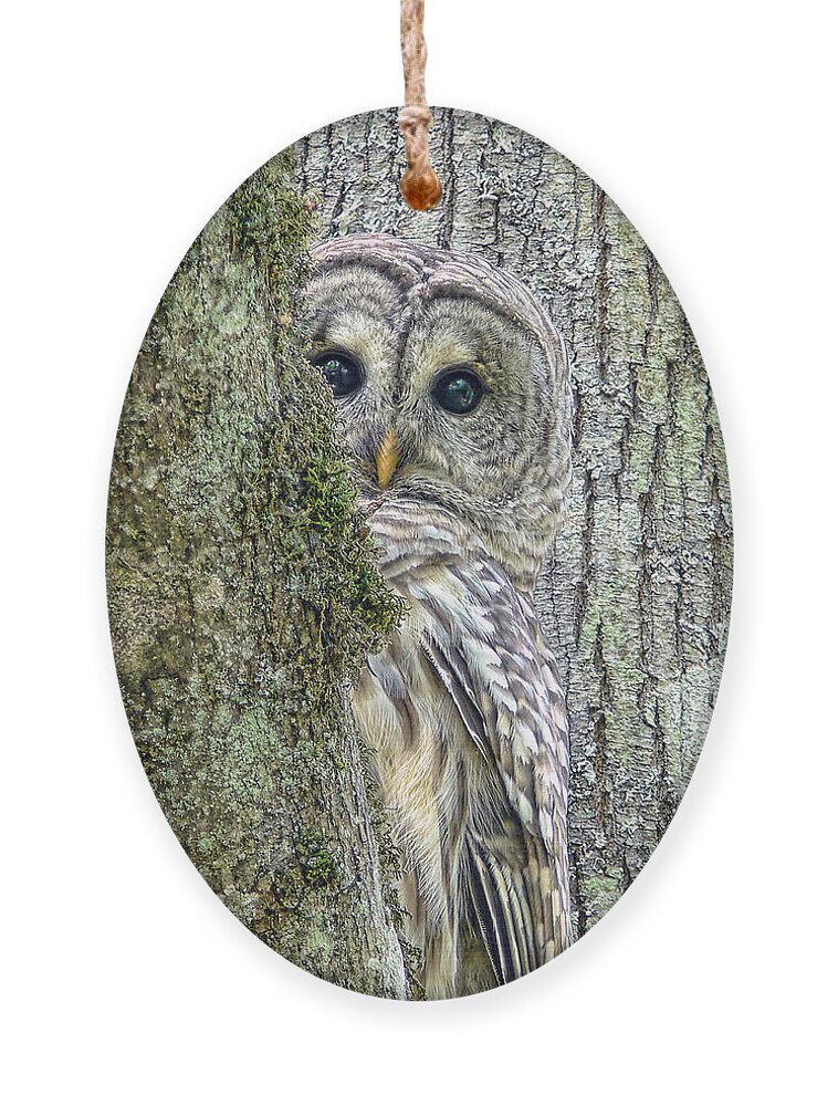 Owl Ornament featuring the photograph Barred Owl Peek a Boo by Jennie Marie Schell