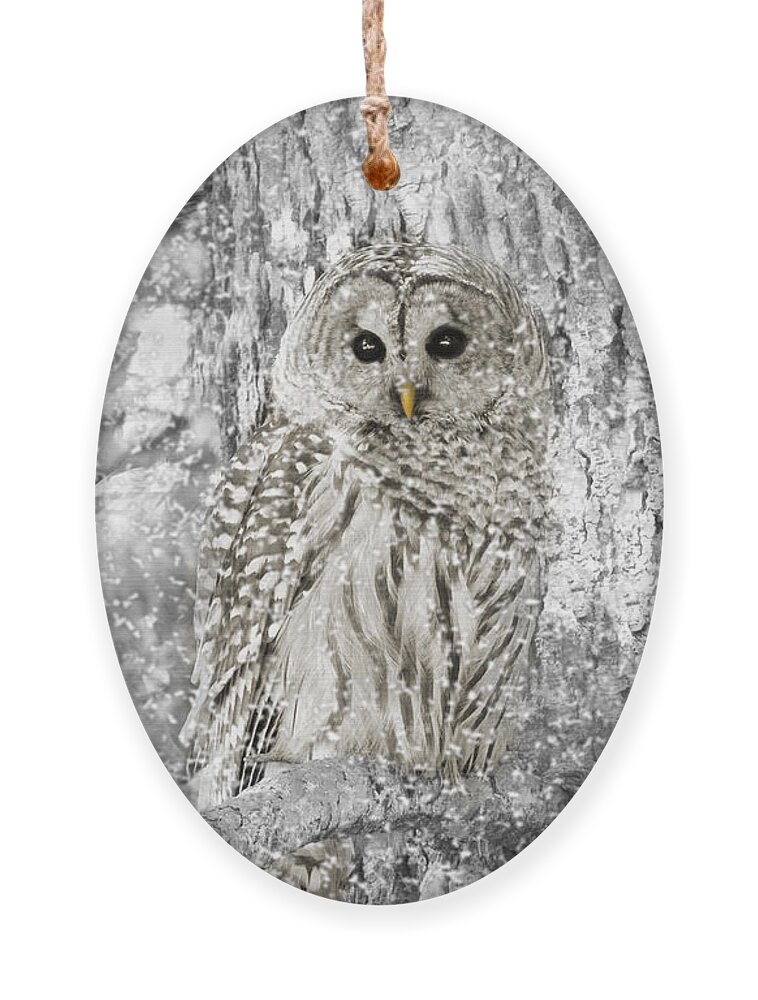 Owl Ornament featuring the photograph Barred Owl Snowy Day in the Forest by Jennie Marie Schell