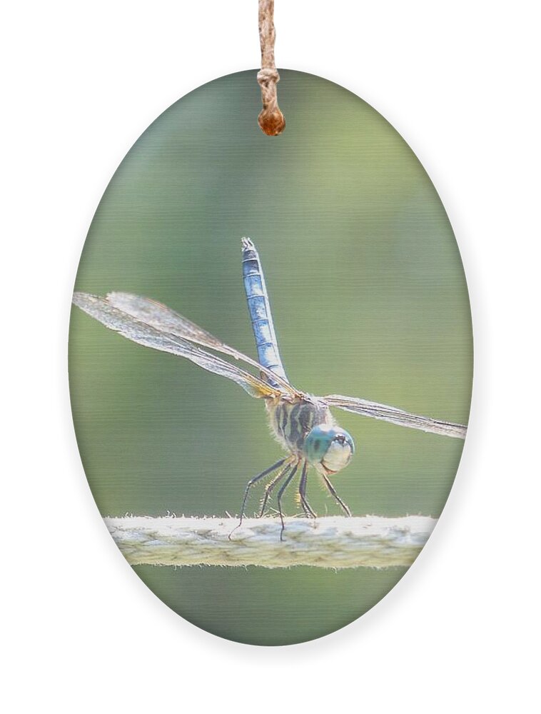 Macro Ornament featuring the photograph Smiling Dragonfly by Eunice Miller