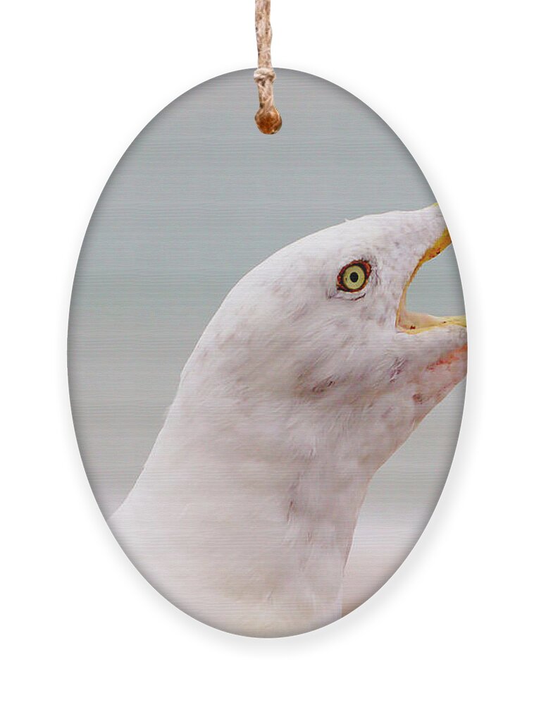 Hungry Seagull Ornament featuring the photograph Beak by Jeremy Hayden