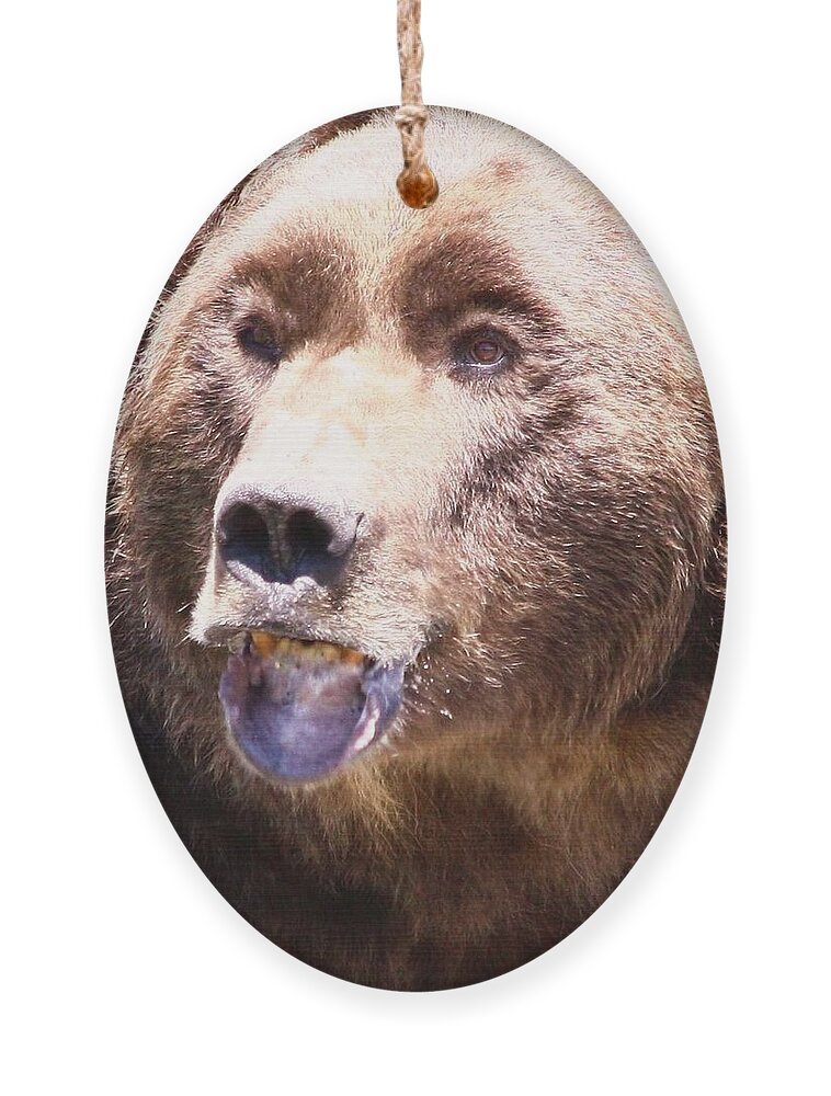 Grizzly Ornament featuring the photograph Bearing My Teeth by Shane Bechler