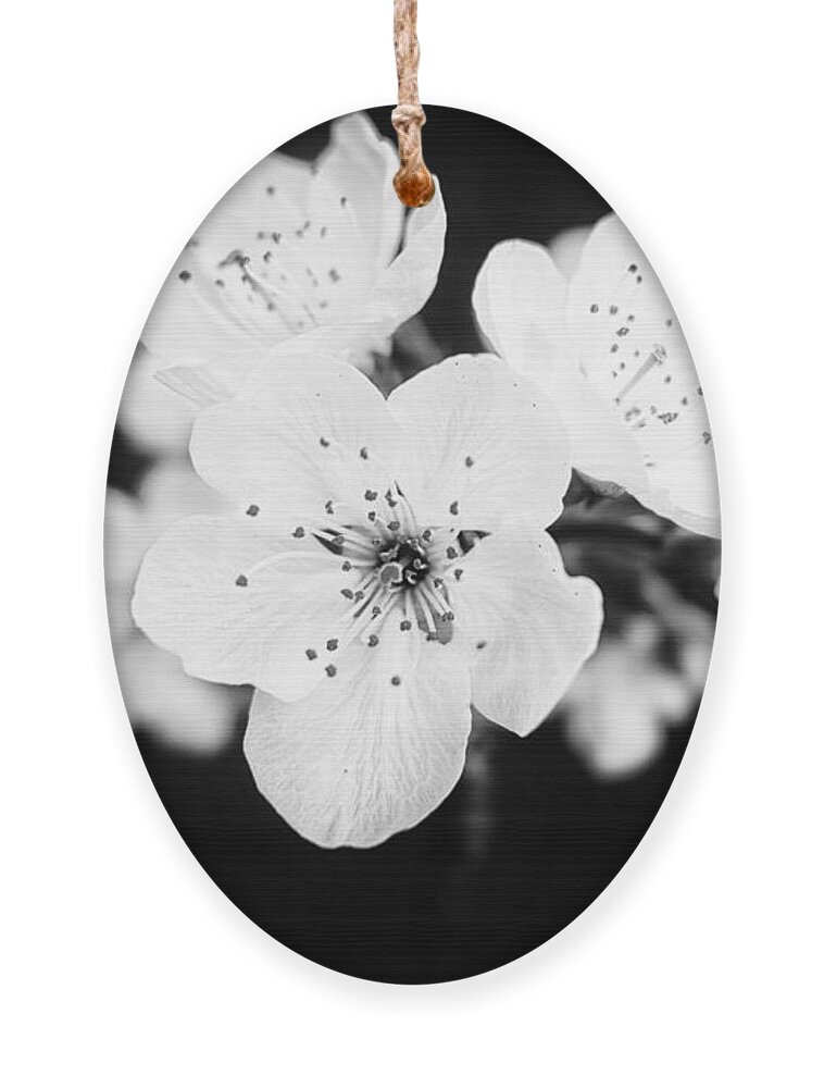 Apple Blossom Ornament featuring the photograph Beautiful blossoms in black and white by Matthias Hauser