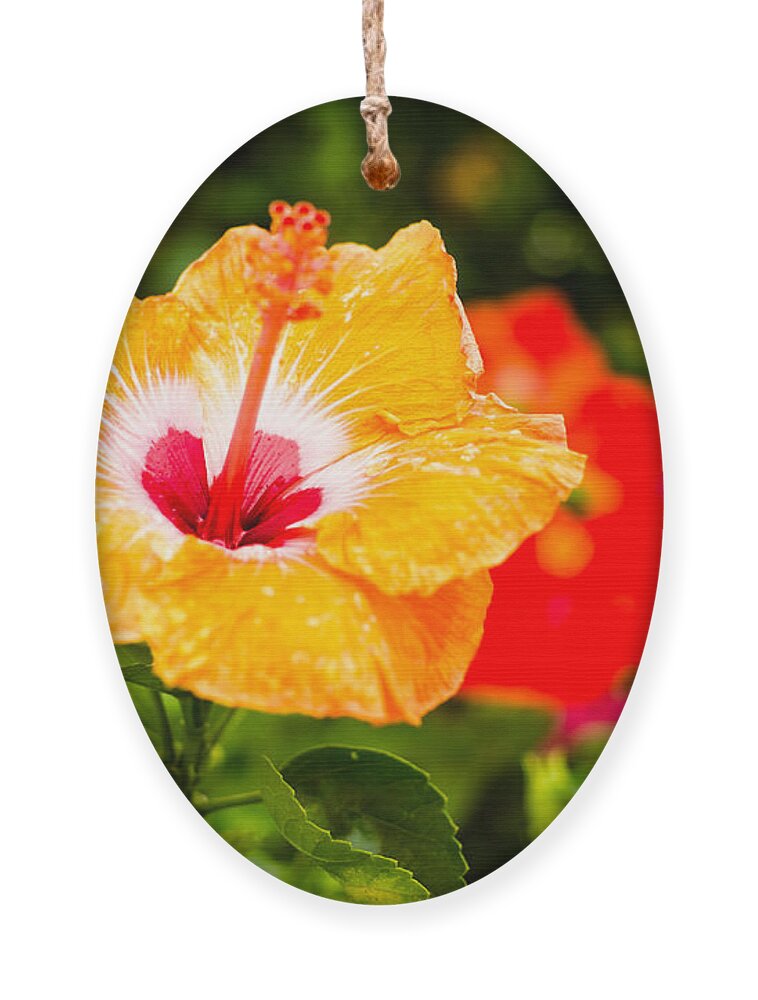 Beautiful Ornament featuring the photograph Beautiful Hibiscus by Raul Rodriguez