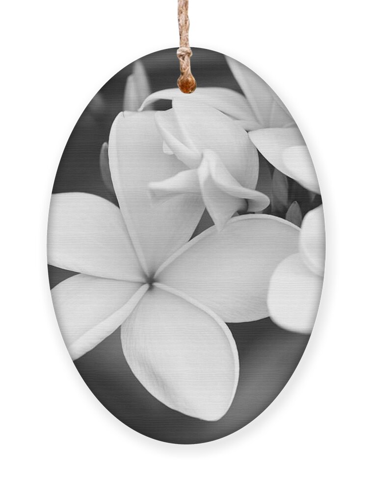 Art Ornament featuring the photograph Beautiful Plumeria in Black and White by Sabrina L Ryan