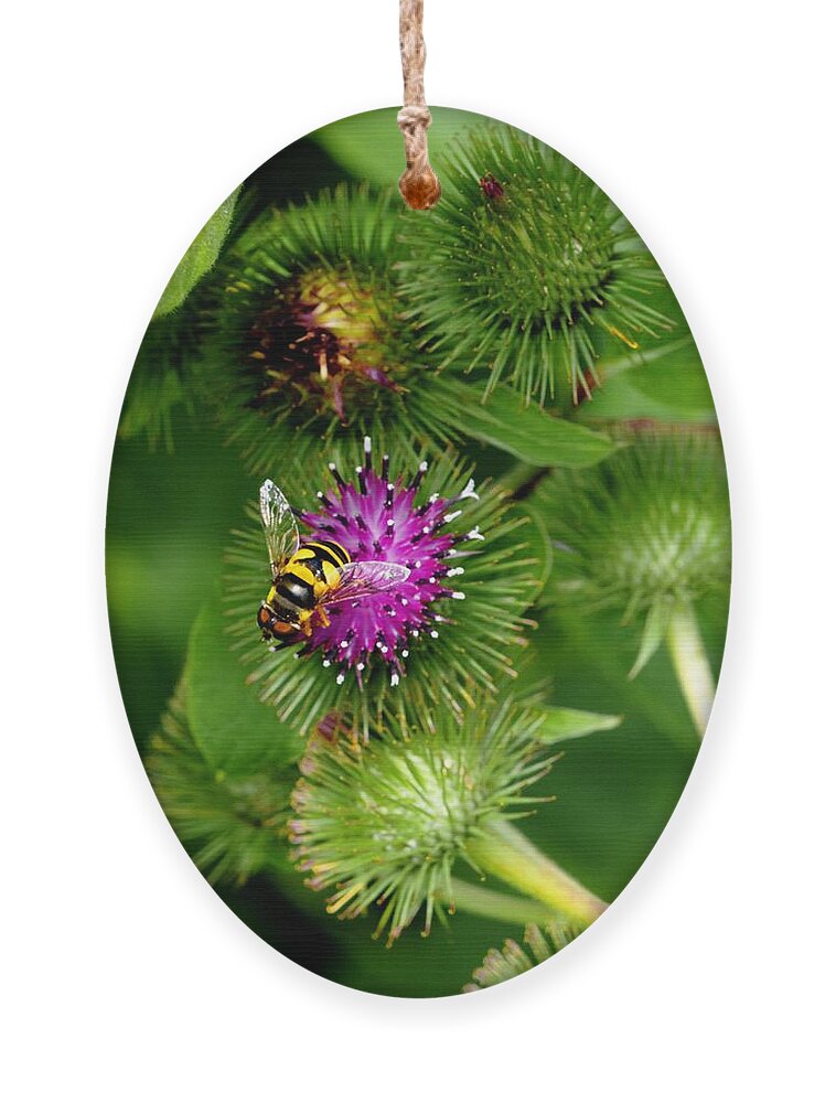 Bee Ornament featuring the photograph Bee by Deborah Ritch