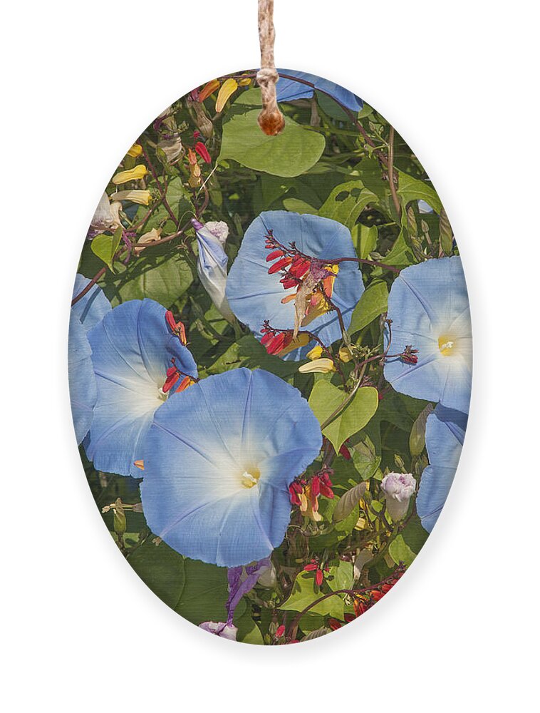Scenic Ornament featuring the photograph Bhubing Palace Gardens Morning Glory DTHCM0433 by Gerry Gantt