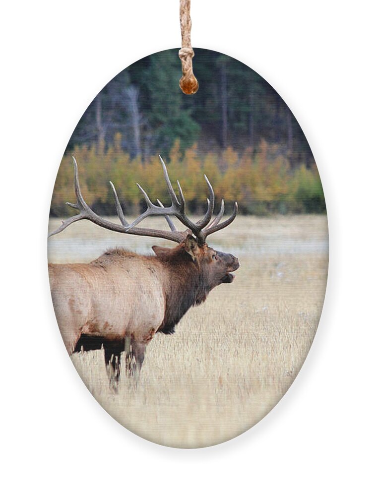 Bull Ornament featuring the photograph Big Colorado Bull by Shane Bechler