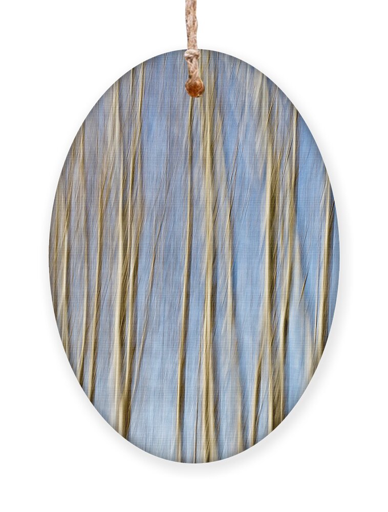 Aspen Ornament featuring the photograph Birch Trees by Stelios Kleanthous