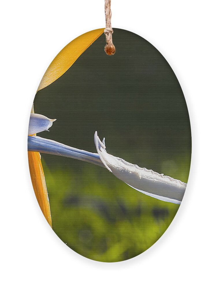 Australia Ornament featuring the photograph Bird of Paradise by Steven Ralser