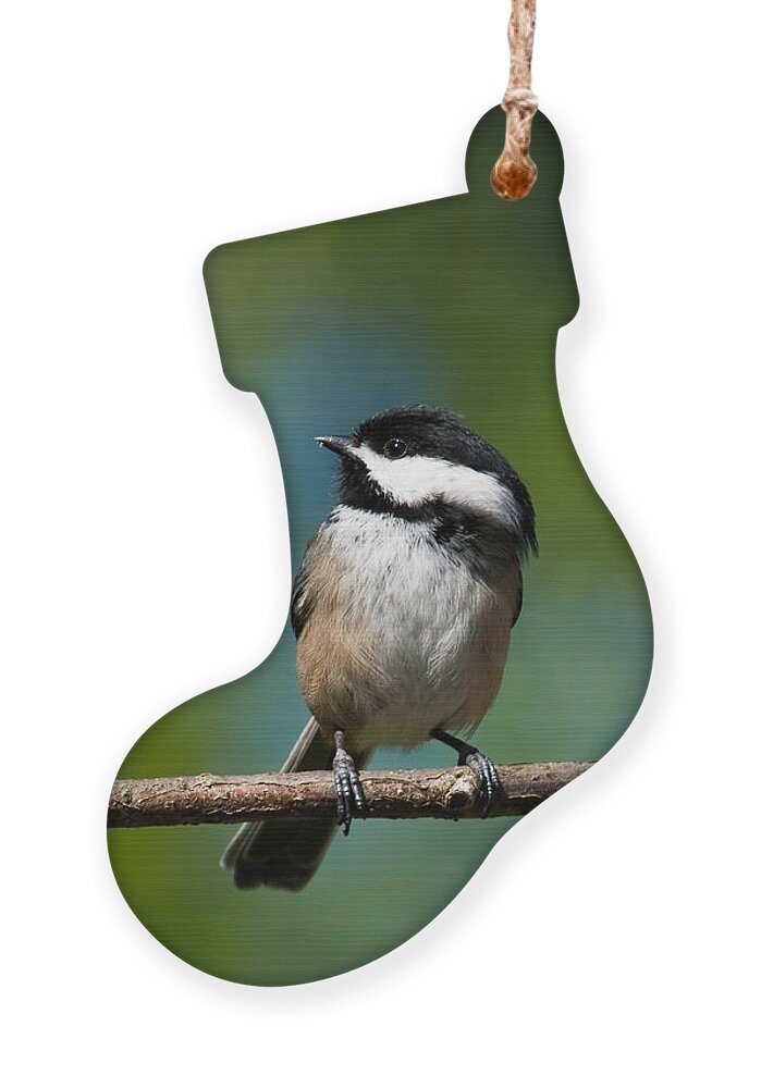 Animal Ornament featuring the photograph Black Capped Chickadee Perched on a Branch by Jeff Goulden
