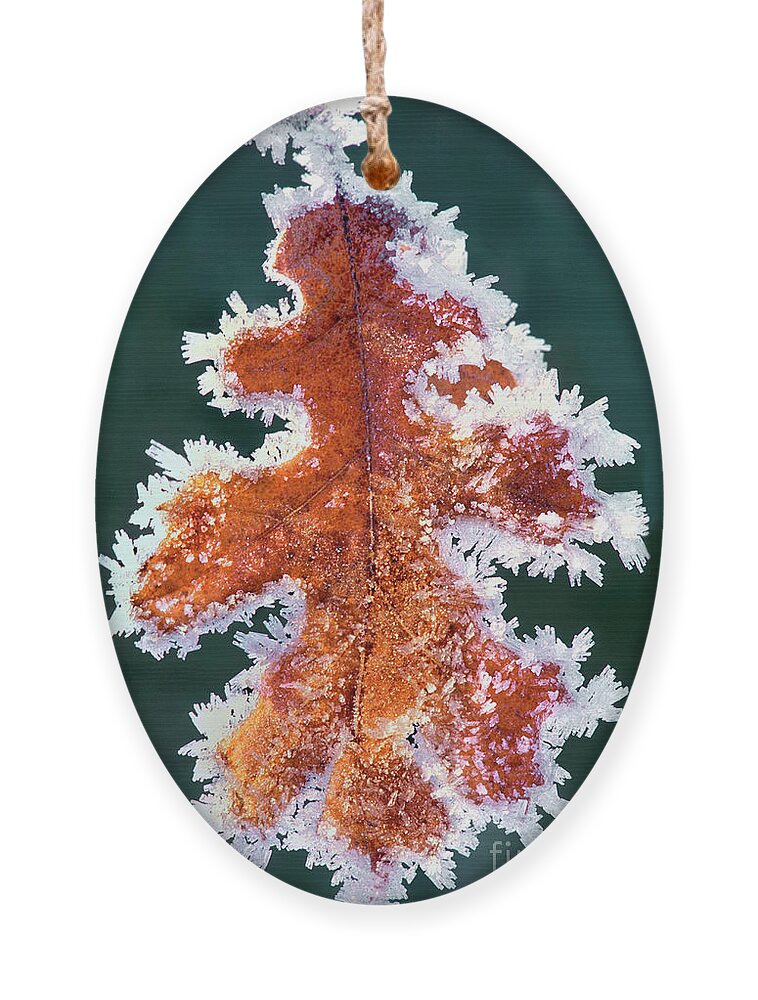 North America Ornament featuring the photograph Black Oak Leaf Rime Ice Yosemite National Park California by Dave Welling