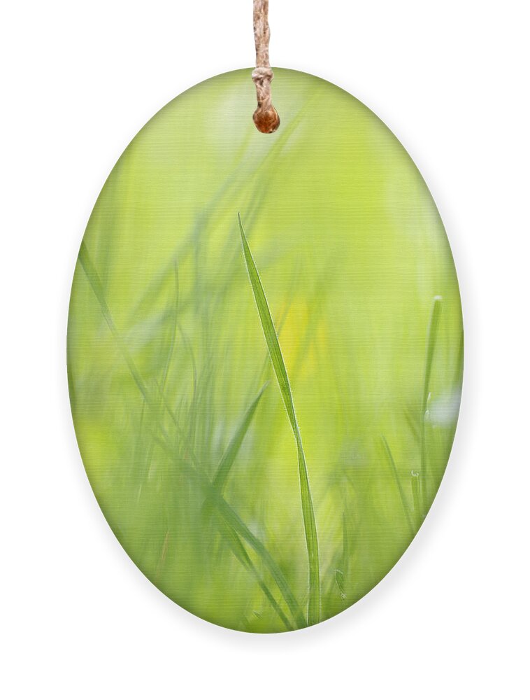 Spring Ornament featuring the photograph Blades of grass - green spring meadow - abstract soft blurred by Matthias Hauser