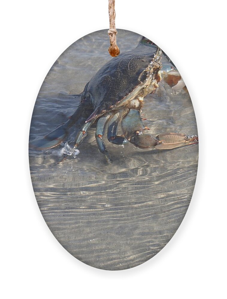 Blue Crab Ornament featuring the photograph Blue Crab Chillin by Robert Nickologianis