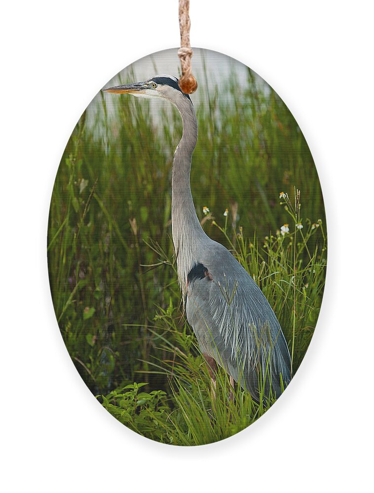 Blue Heron Ornament featuring the photograph Blue Heron by Raul Rodriguez