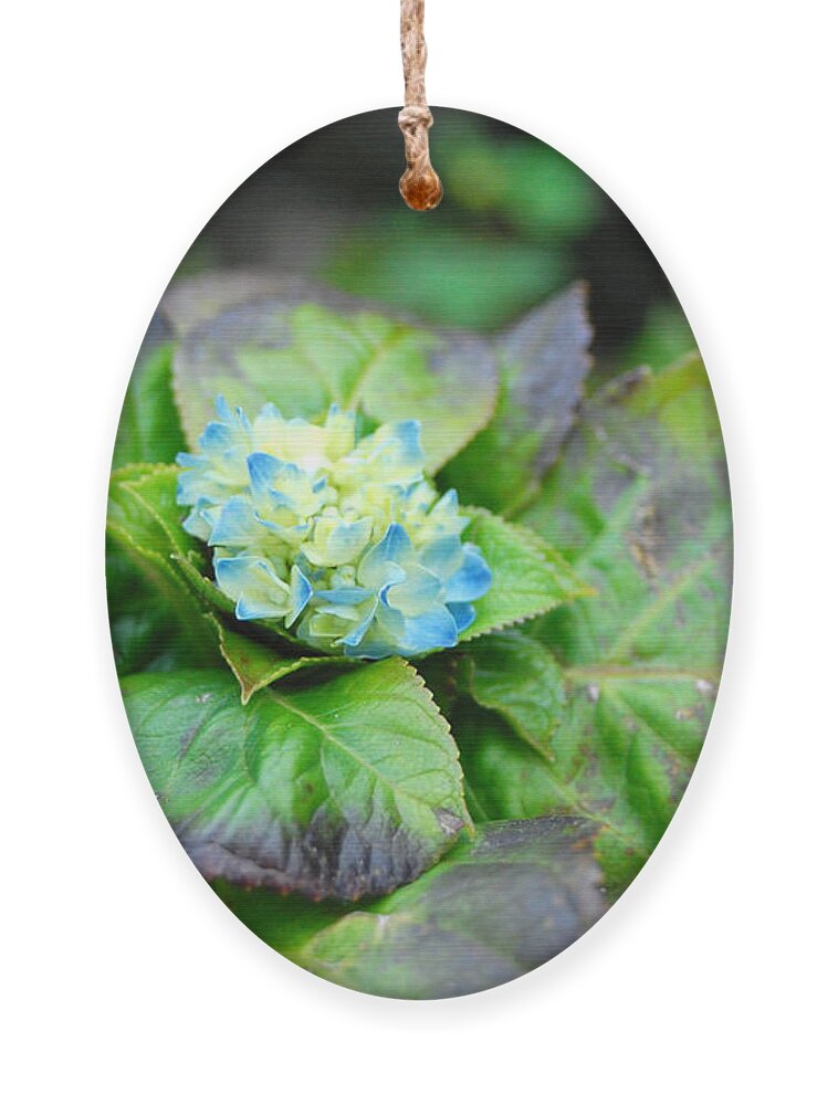 Flower Ornament featuring the photograph Blue Hydrangea Buds by Amy Fose