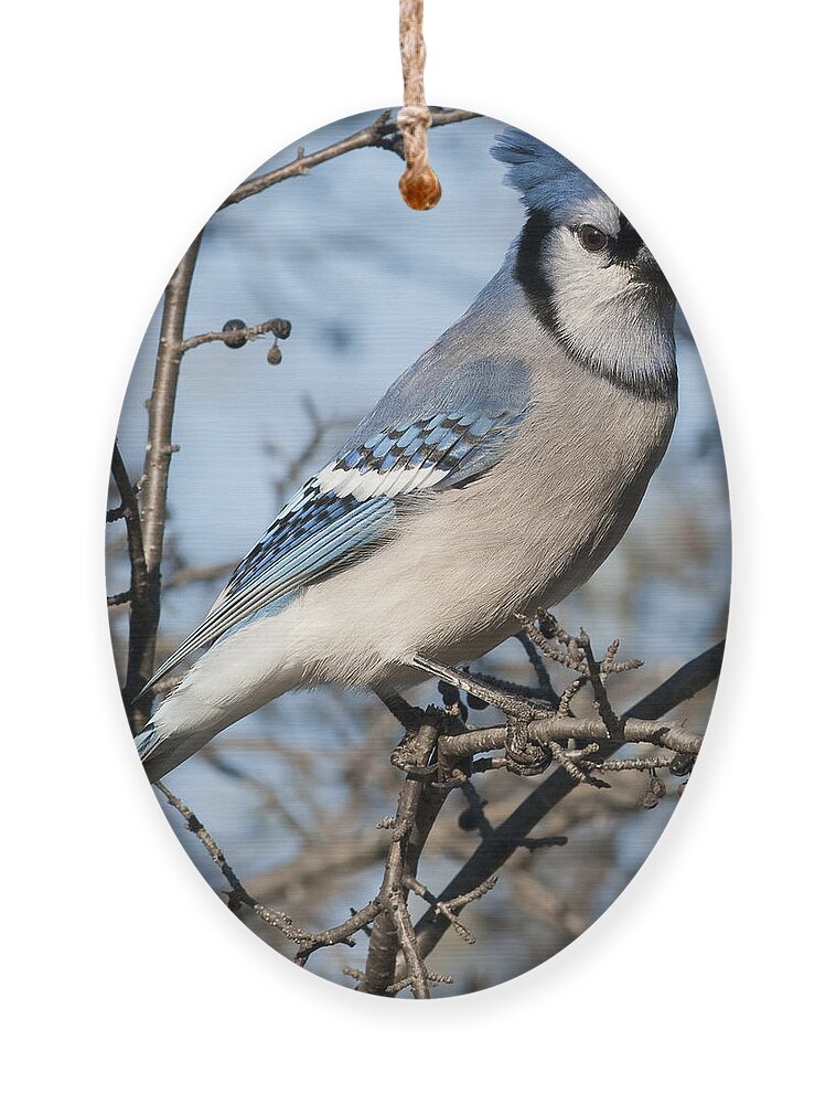 Festblues Ornament featuring the photograph Blue Jay.. by Nina Stavlund
