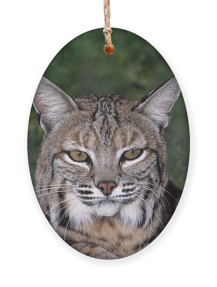 Bobcat Ornament featuring the photograph Bobcat Portrait Wildlife Rescue by Dave Welling